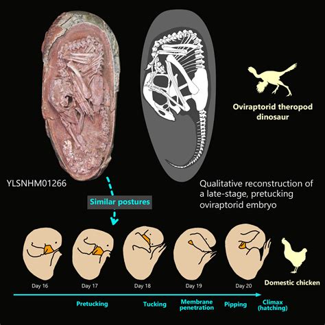 dinosaur embryo found.